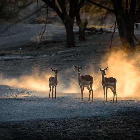 Gabus Safari Lodge Otavi Экстерьер фото
