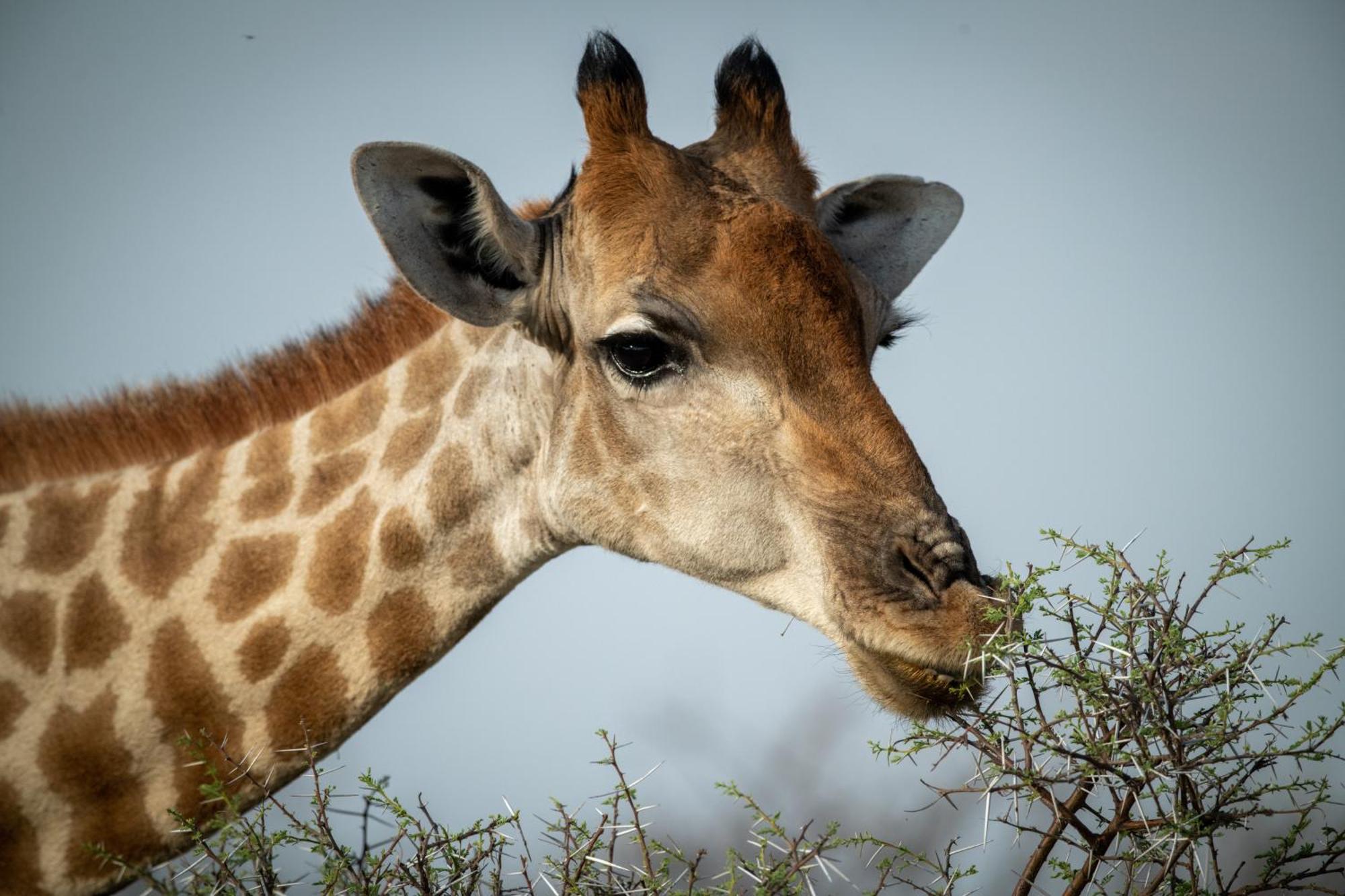 Gabus Safari Lodge Otavi Экстерьер фото