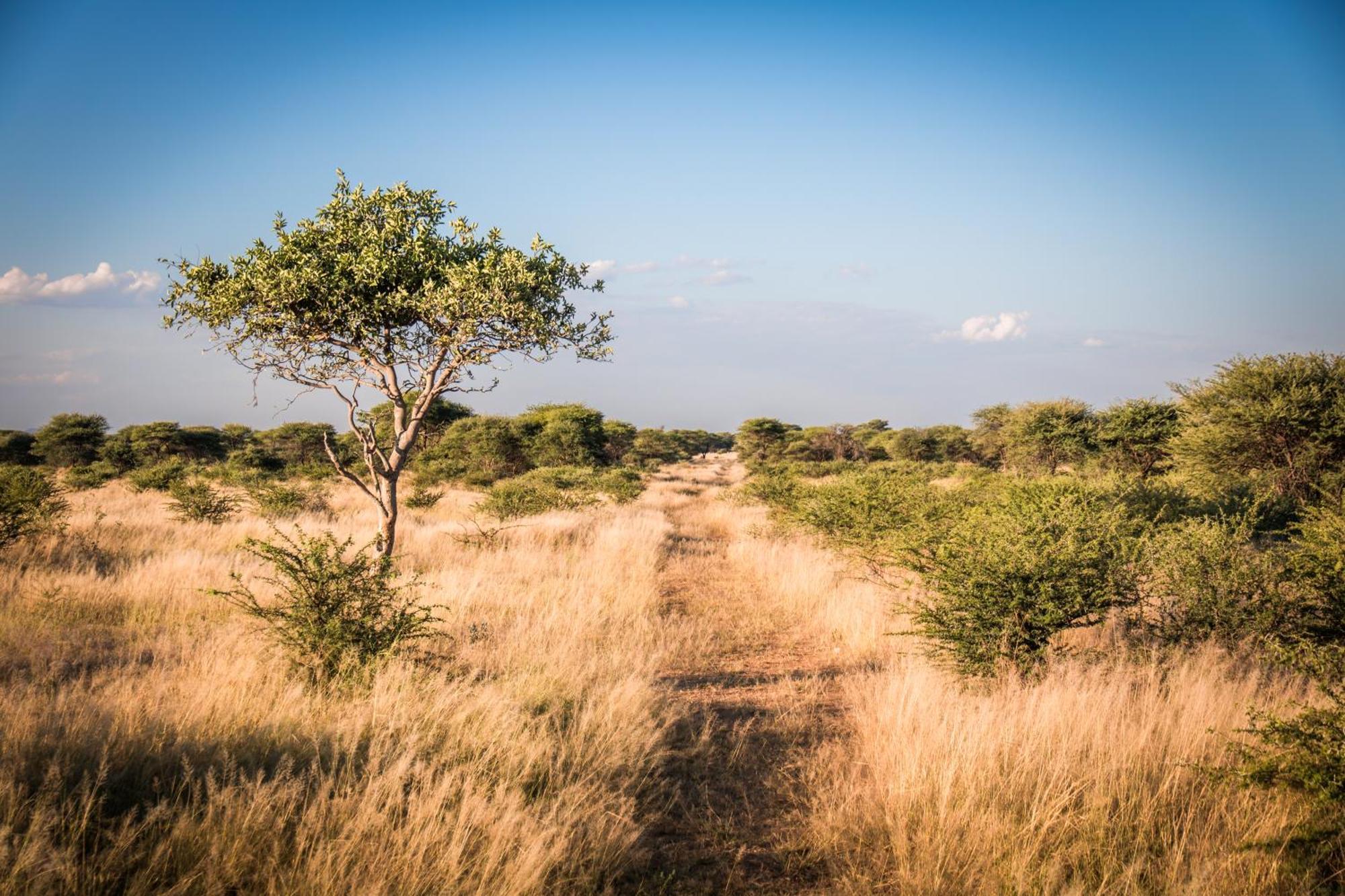 Gabus Safari Lodge Otavi Экстерьер фото
